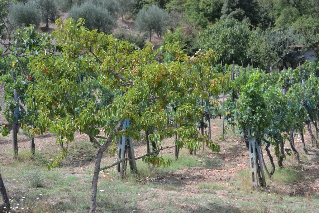 Affittacamere La Fornace Rigomagno Exteriér fotografie
